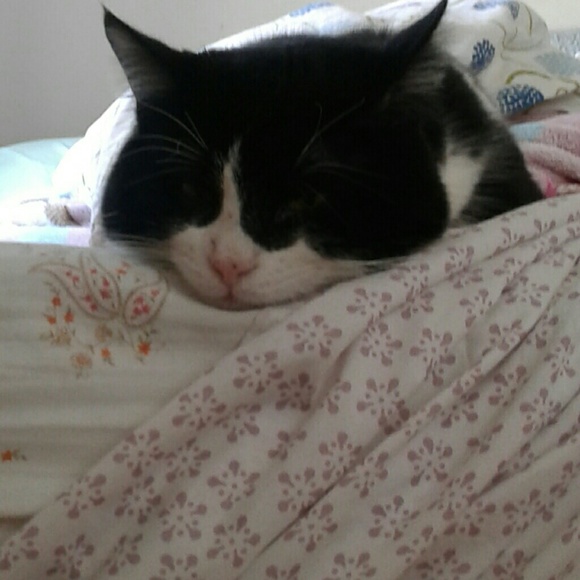 Meet your Posher, Molly - Picture 5 of 8